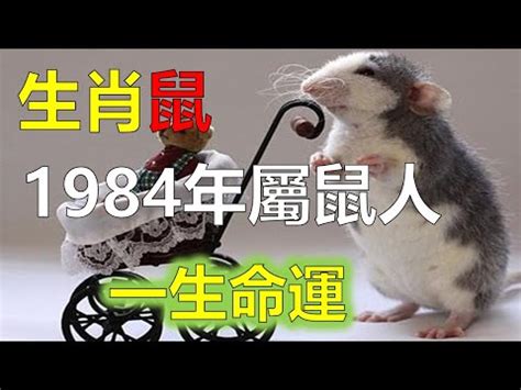 84年屬鼠|1984年属鼠的是什么命，84年出生的鼠五行属什么